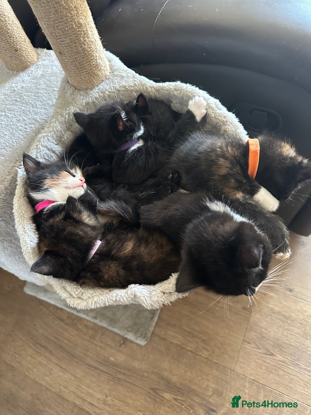 Mixed Breed cats for sale: Kittens looking for forever homes  - Image 1