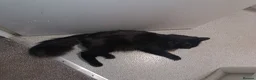 Mixed Breed cats for sale: Beautiful Fluffy Black Kittens in Uxbridge - Advert 17