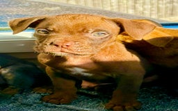 Mixed Breed dogs for sale: Reduce and ready to leave staff x bulldog 3 males - Image 1