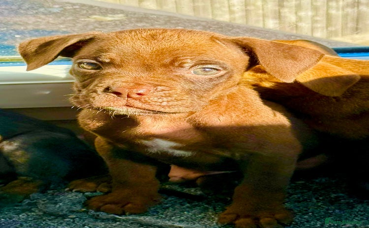 Mixed Breed dogs - Advert 3