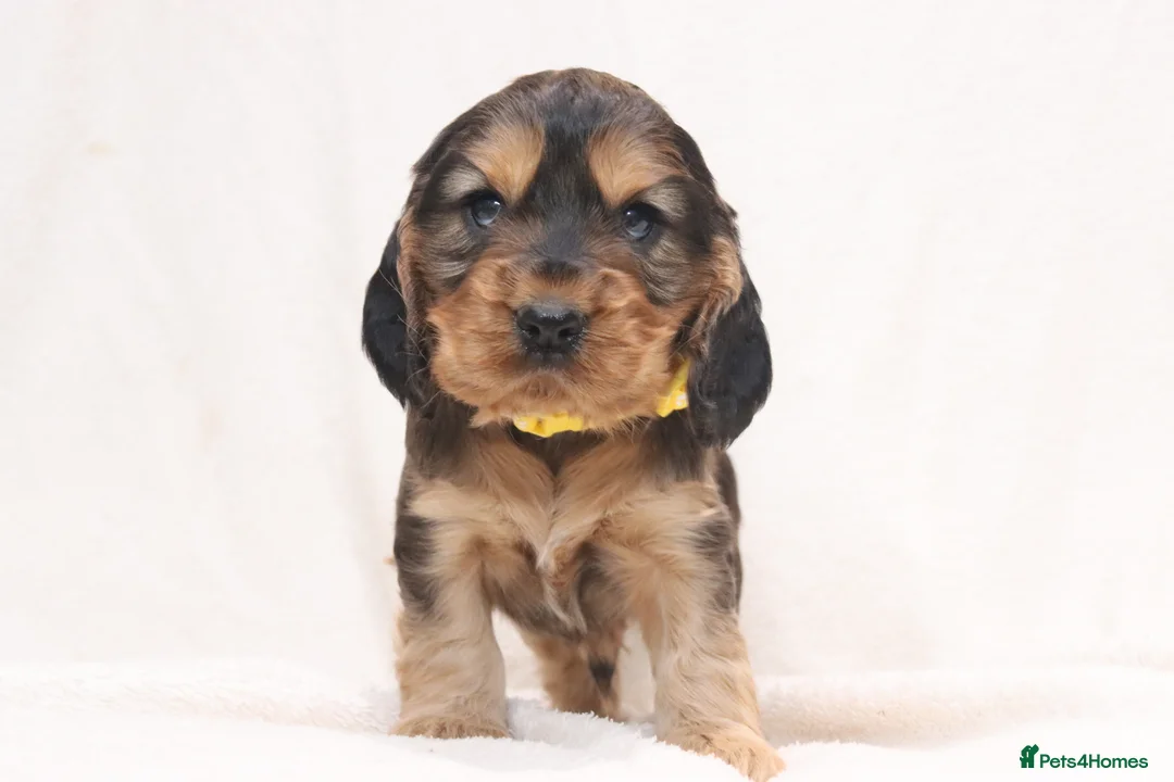 Cocker Spaniel dogs for sale: 🤎🧡 Chocolate Sable & Tan 🧡🤎 - Advert 7