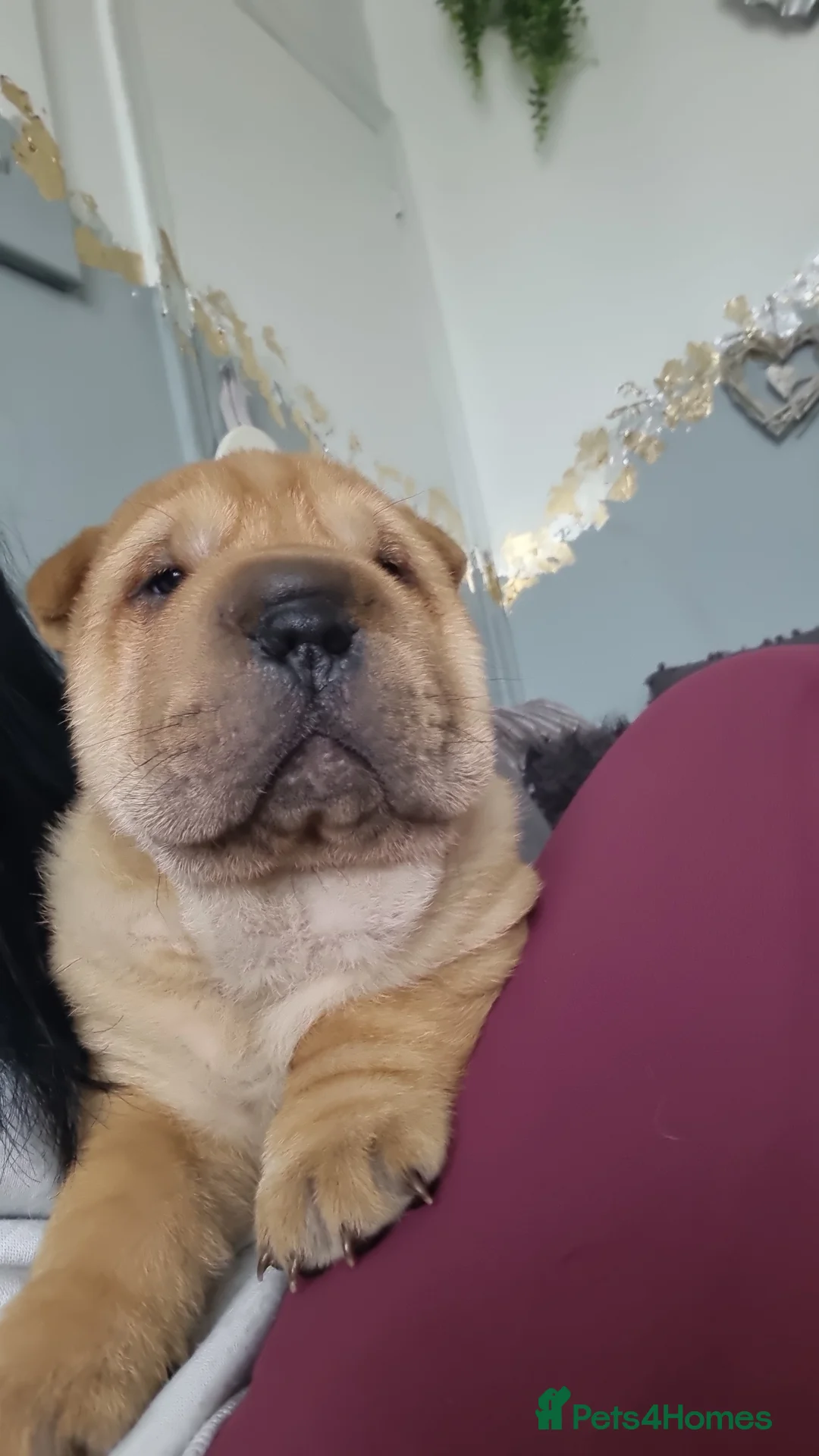 Shar Pei dogs for sale: Puppy for sale  - Advert 7