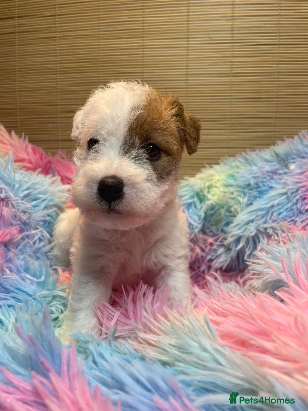 Mixed Breed dogs for sale: Wire Fox X Parsons Jack Russell Puppies for Sale - Advert 20