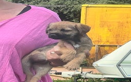 Border Terrier dogs for sale: Adorable Border Terriers - Image 5