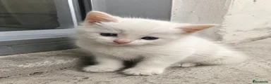 white kitten