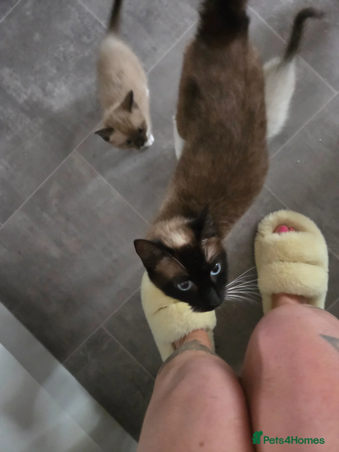 Ragdoll cats for sale: Beautiful Ragdoll kittens ready to leave 5th june - Advert 17