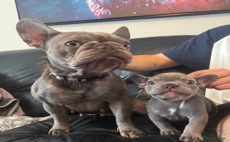 French Bulldog dogs - Advert 4
