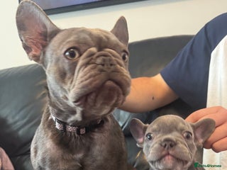 French Bulldog dogs - Advert 21