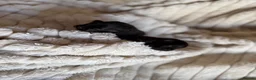 Pomeranian dogs for sale: Stunning Jet Black Pomeranian in Wednesbury - Advert 5