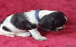 Cocker Spaniel dogs for sale: Kc Reg show type cocker spaniel puppies  - Image 10