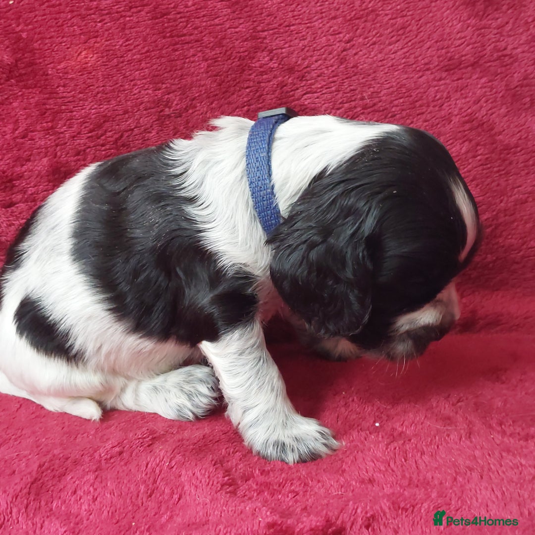 Cocker Spaniel dogs for sale: Kc Reg show type cocker spaniel puppies  - Image 10
