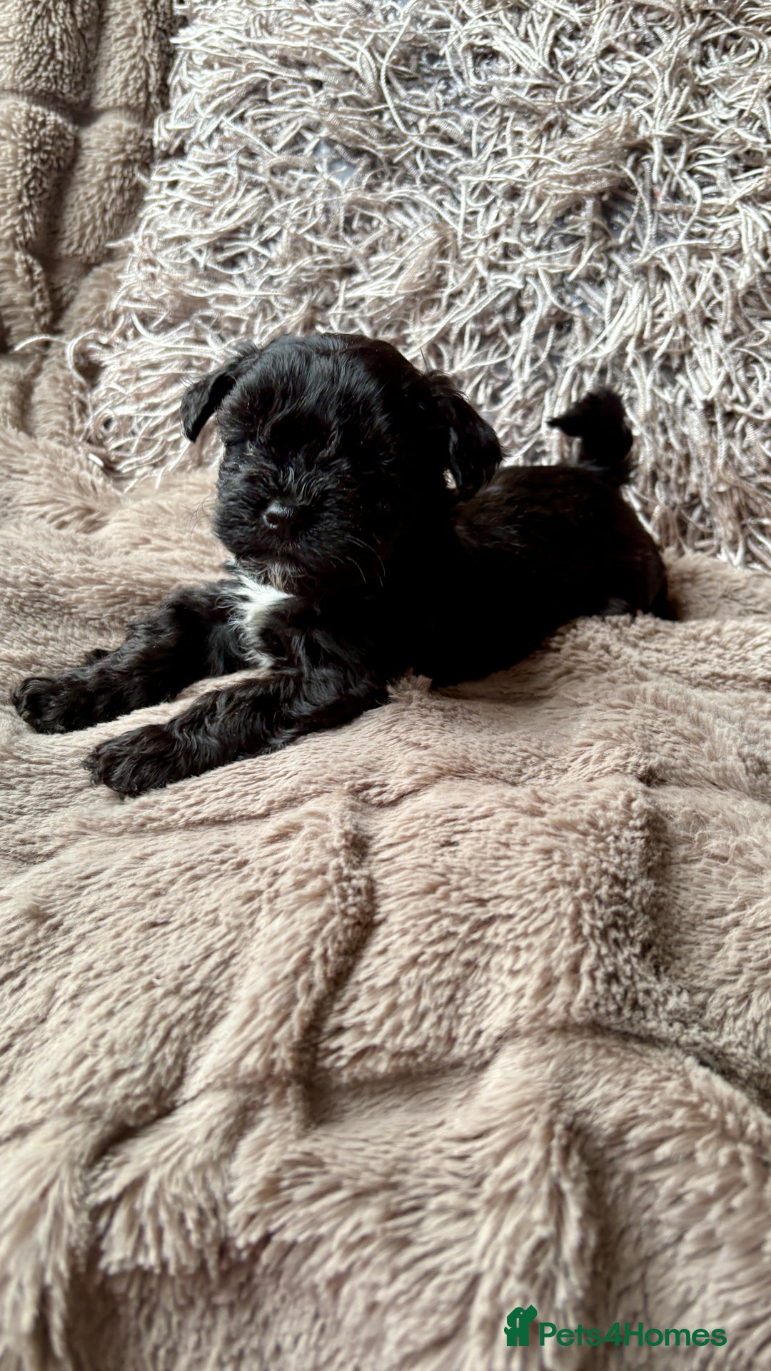 Lhasapoo dogs for sale: *****only 1 girl and 2 boys left ***** - Image 17