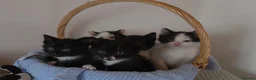 Mixed Breed cats for sale: Beautiful Kittens Looking for Loving Homes - Advert 7