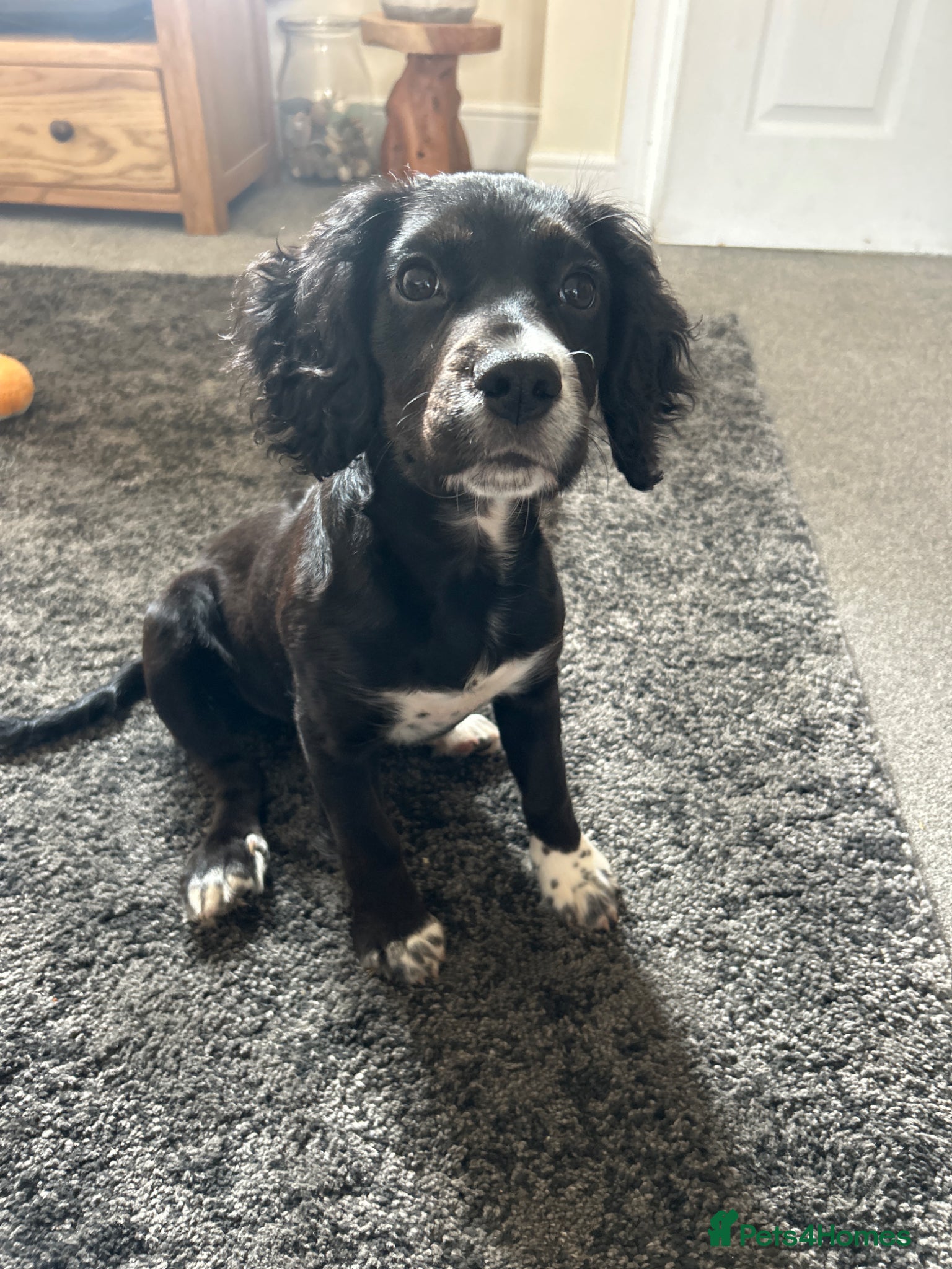 Mixed Breed dogs Cocker/jack russell - Advert 19