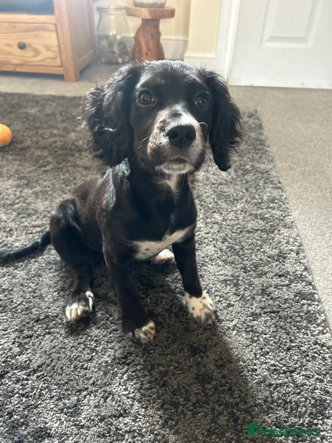 Mixed Breed dogs for sale: Cocker/jack russell - Advert 1