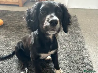 Mixed Breed dogs Cocker/jack russell - Advert 19