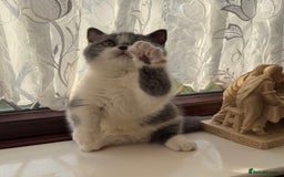 British Shorthair cats for sale: Stunning litter of kittens  - Advert 16