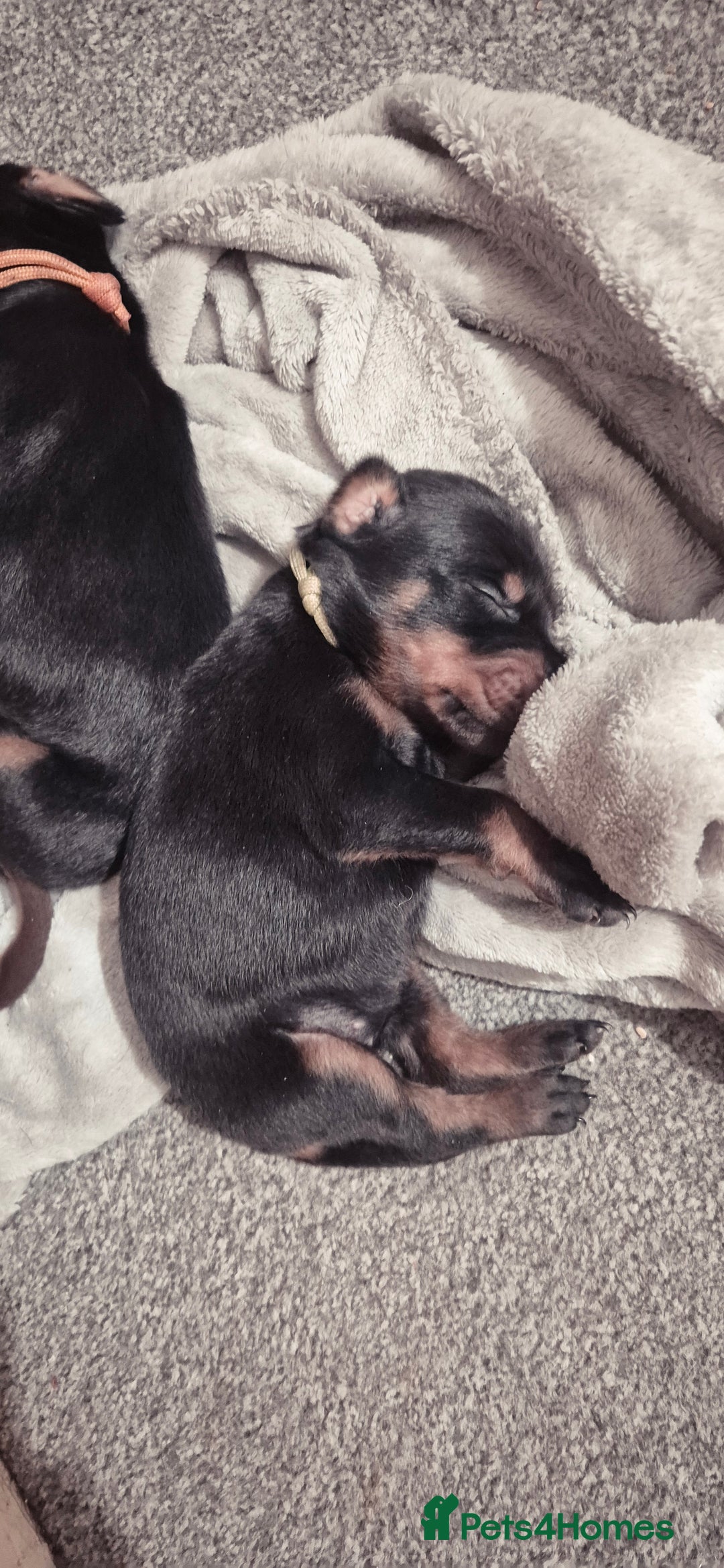 Dobermann dogs for sale: Dobermanns for Sale - Advert 16