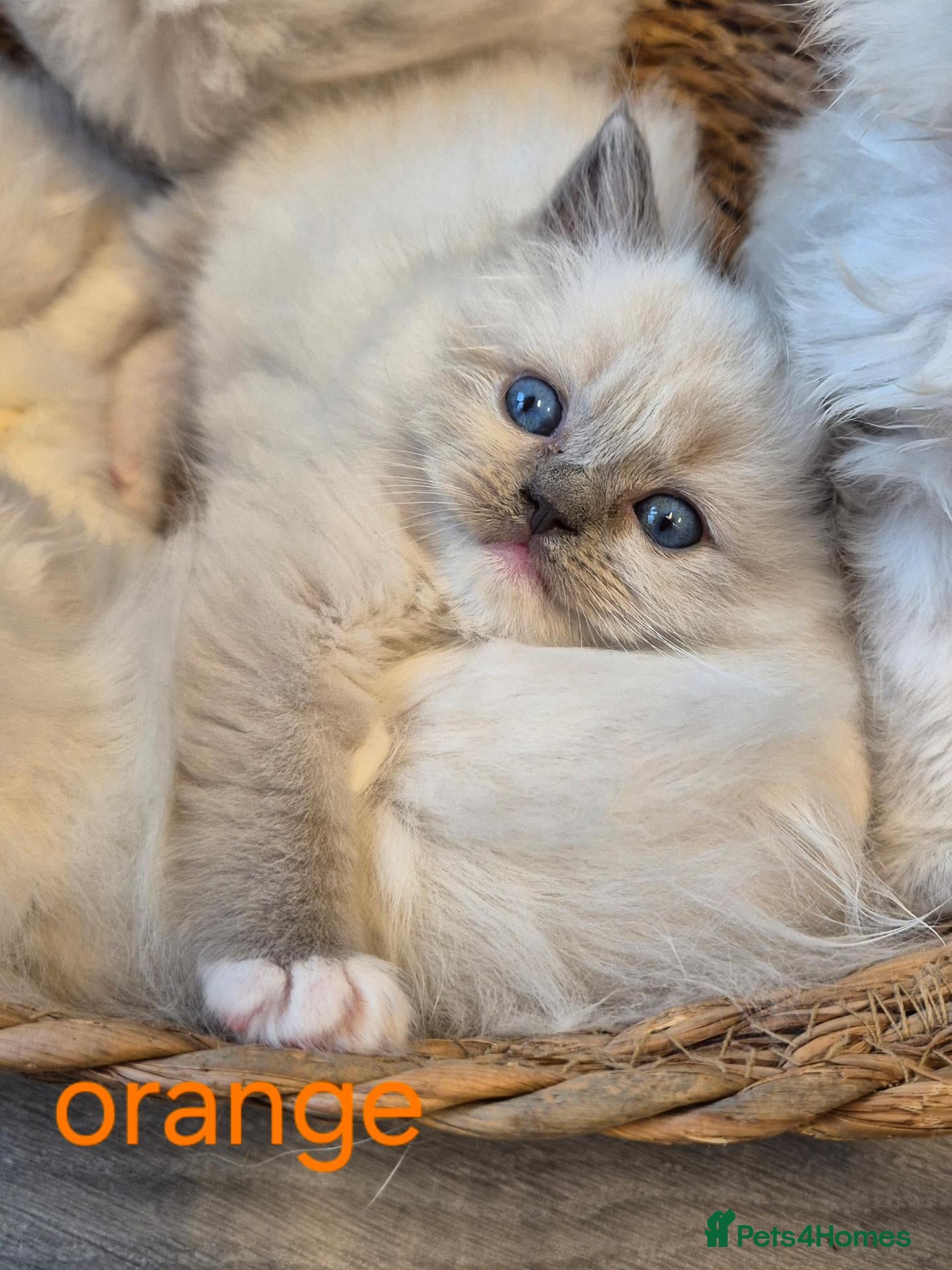 Ragdoll cats DNA tested Ragdoll kittens  - Advert 8