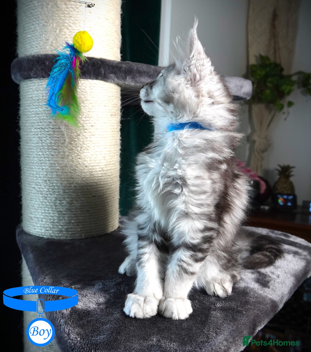 Maine Coon cats for sale: STUNNING XL PEDIGREE MAINE COON KITTENS  - Image 8