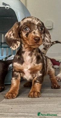 Dachshund dogs 3 females remaining ready now  - Advert 1