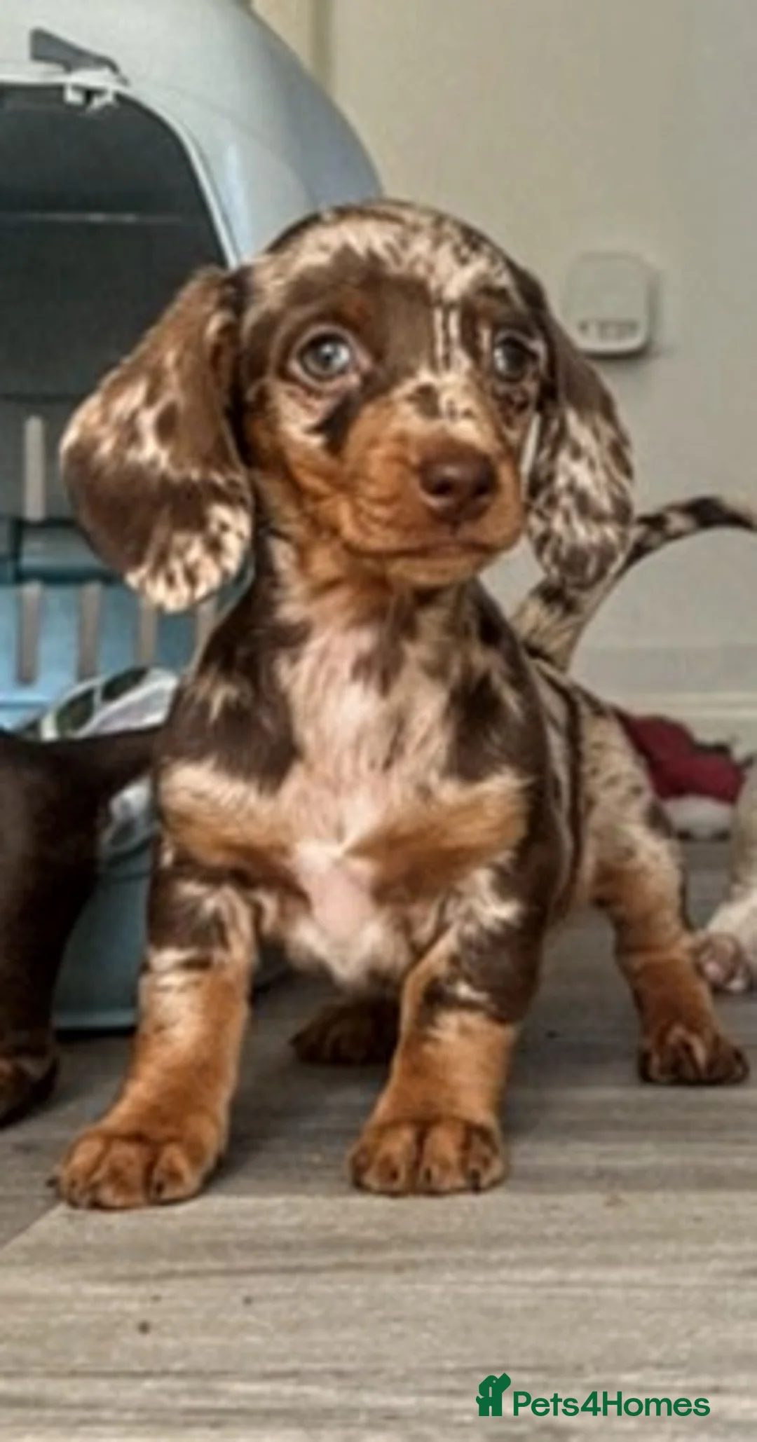 Dachshund dogs for sale: 3 females remaining ready now  - Advert 1