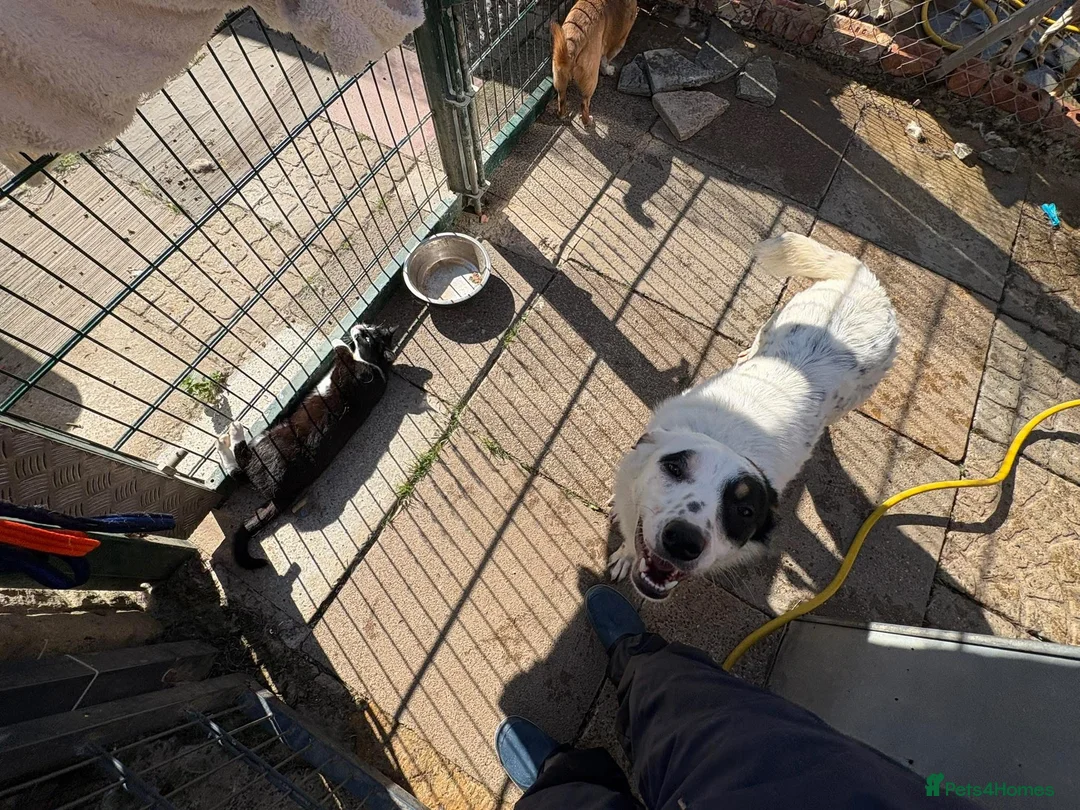 Mixed Breed dogs for adoption: Badger - Badersfield Norwich  - Advert 19