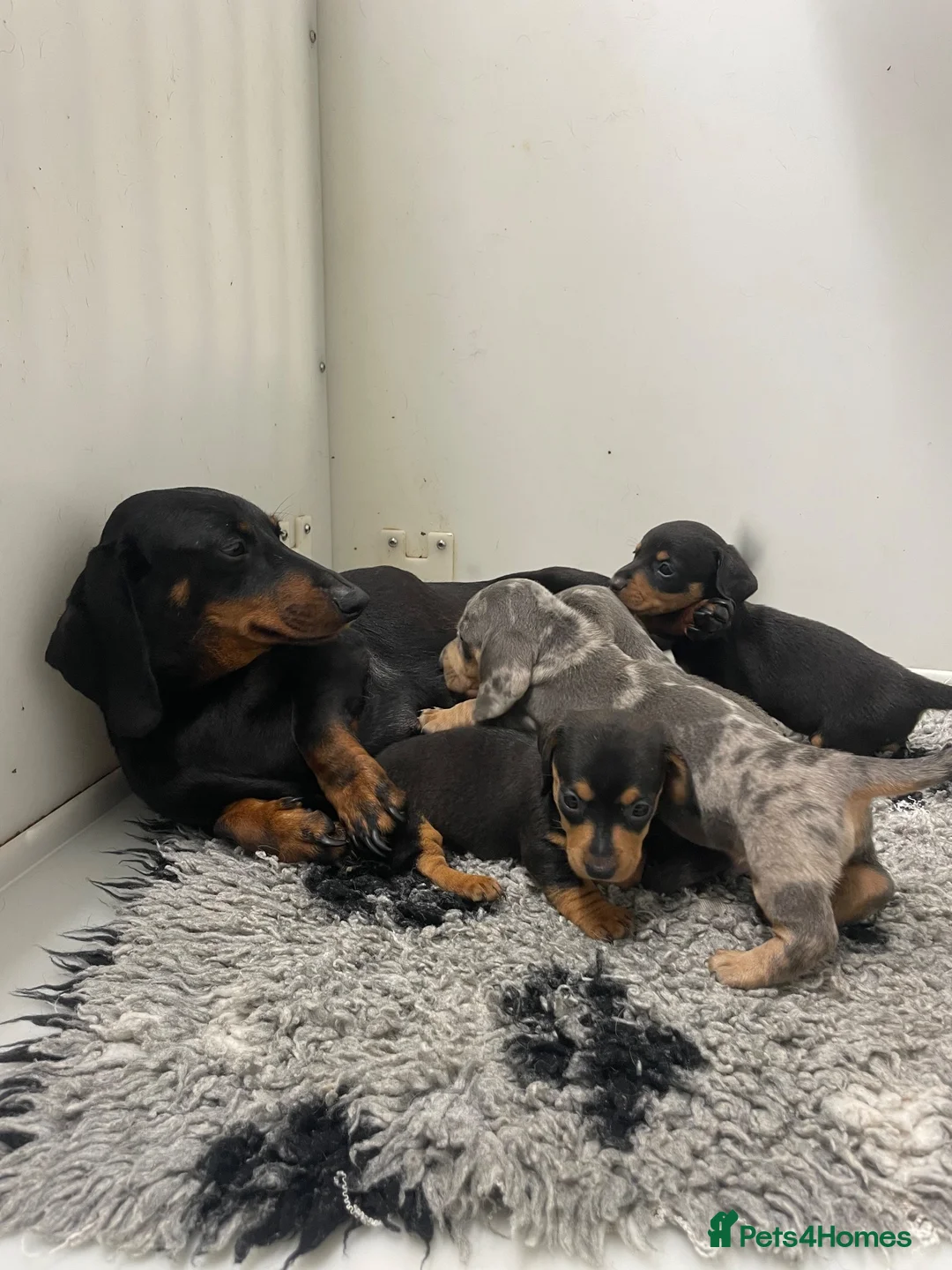 Miniature Dachshund dogs for sale: 5⭐️Licensed. PRA clear mini daxis - Advert 7