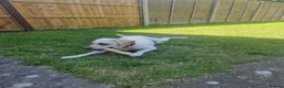 Labrador Retriever dogs for sale: Puppy Labrador  - Advert 4