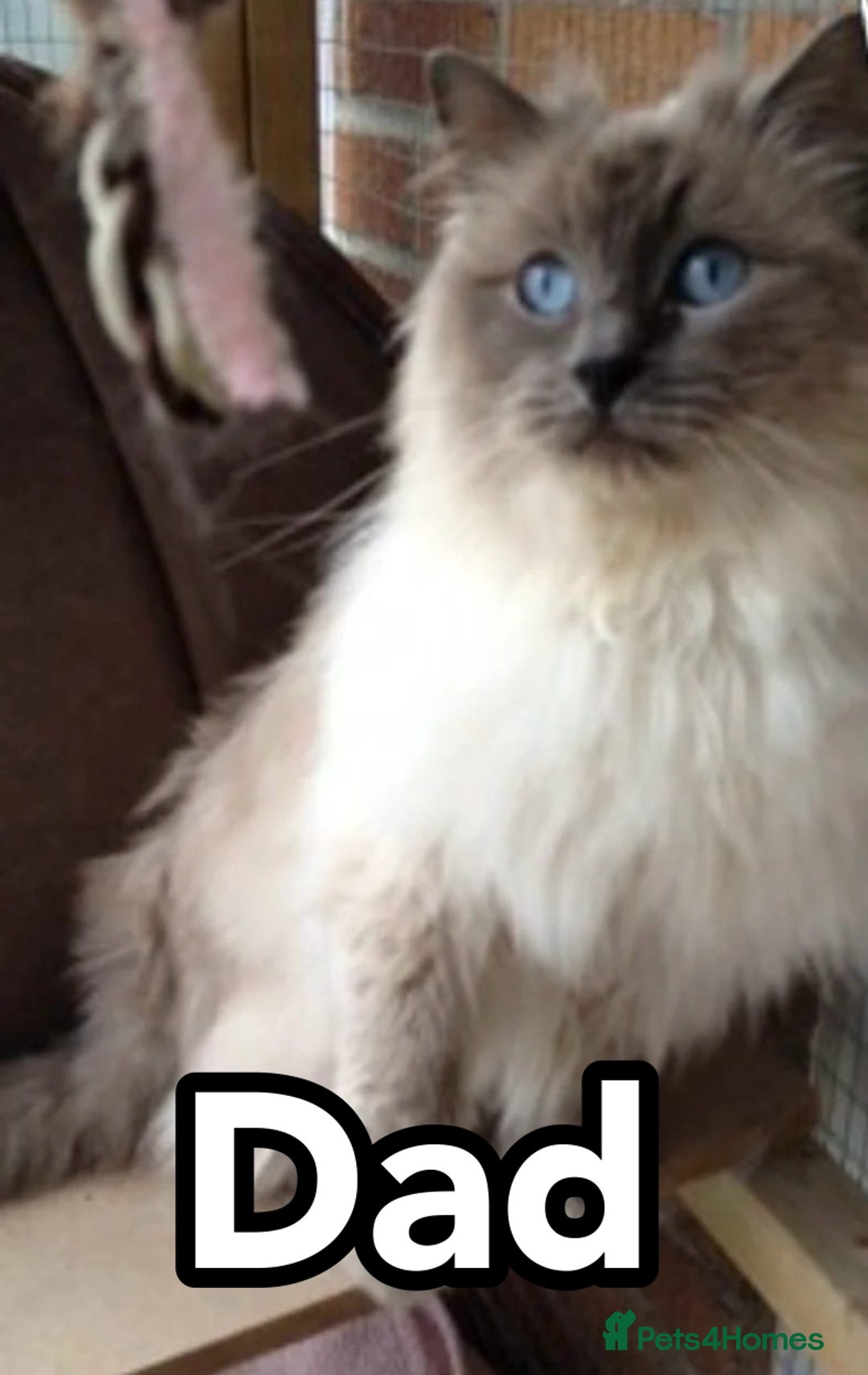 Ragdoll cats for sale: Pure Breed Ragdoll Kittens For Sale - Advert 6