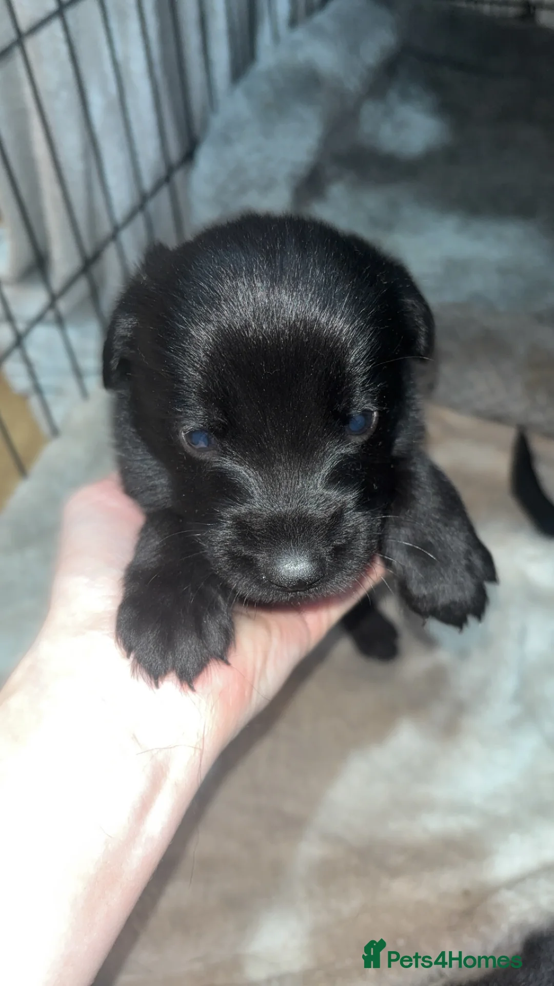 Mixed Breed dogs for sale: 9 gorgeous german shepherd cross cockapoo puppies  - Advert 11