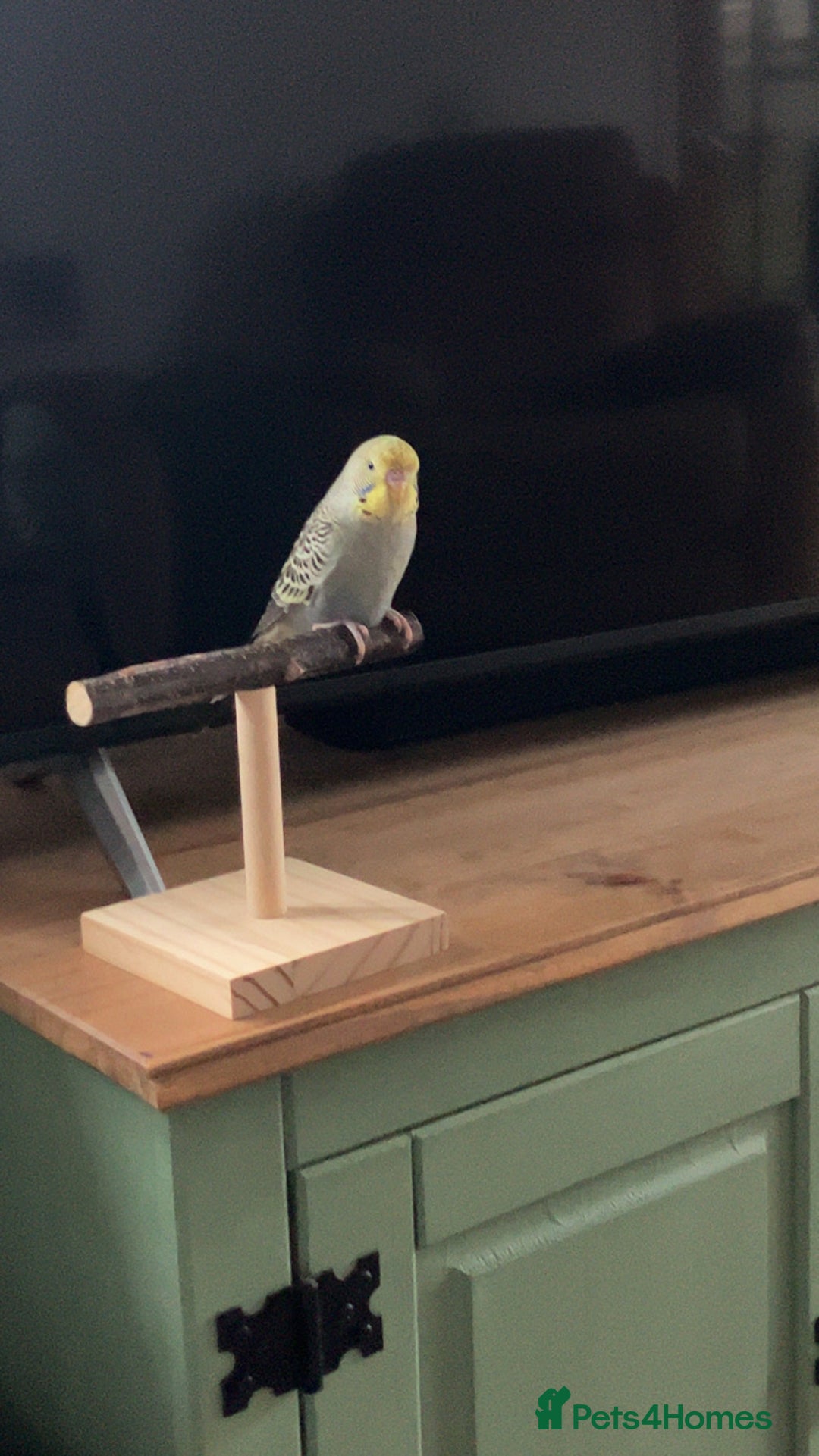 Gallery Image {{count}}