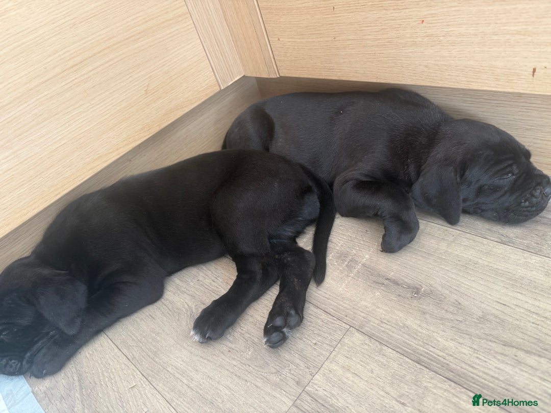 Cane Corso dogs for sale: Cane Corso pups - Image 5