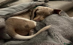 Miniature Dachshund dogs for sale: Miniature dachshund Dottie - Image 2