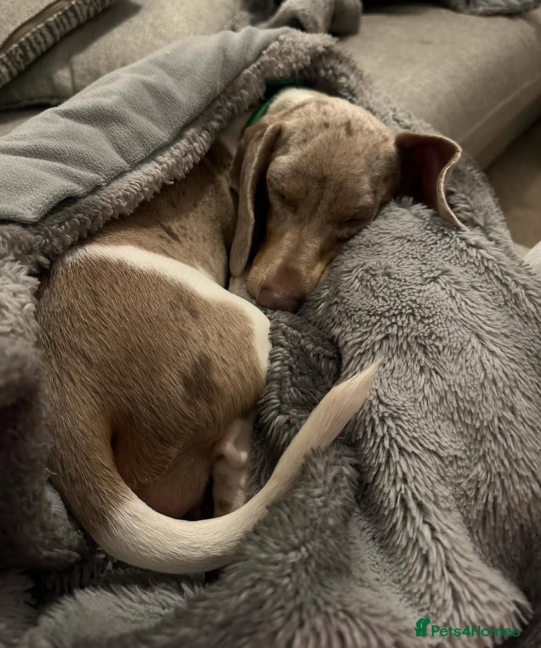 Miniature Dachshund dogs for sale: Miniature dachshund Dottie - Image 2