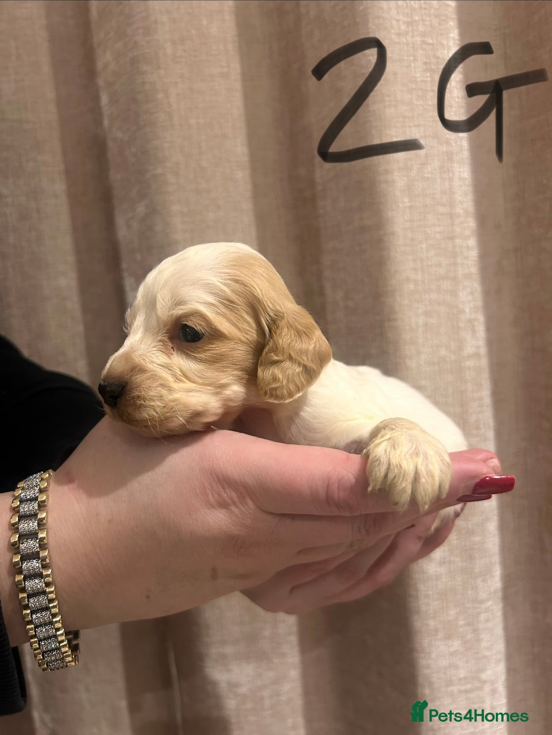 Cocker Spaniel dogs for sale: Cocker spaniel puppies - Advert 2