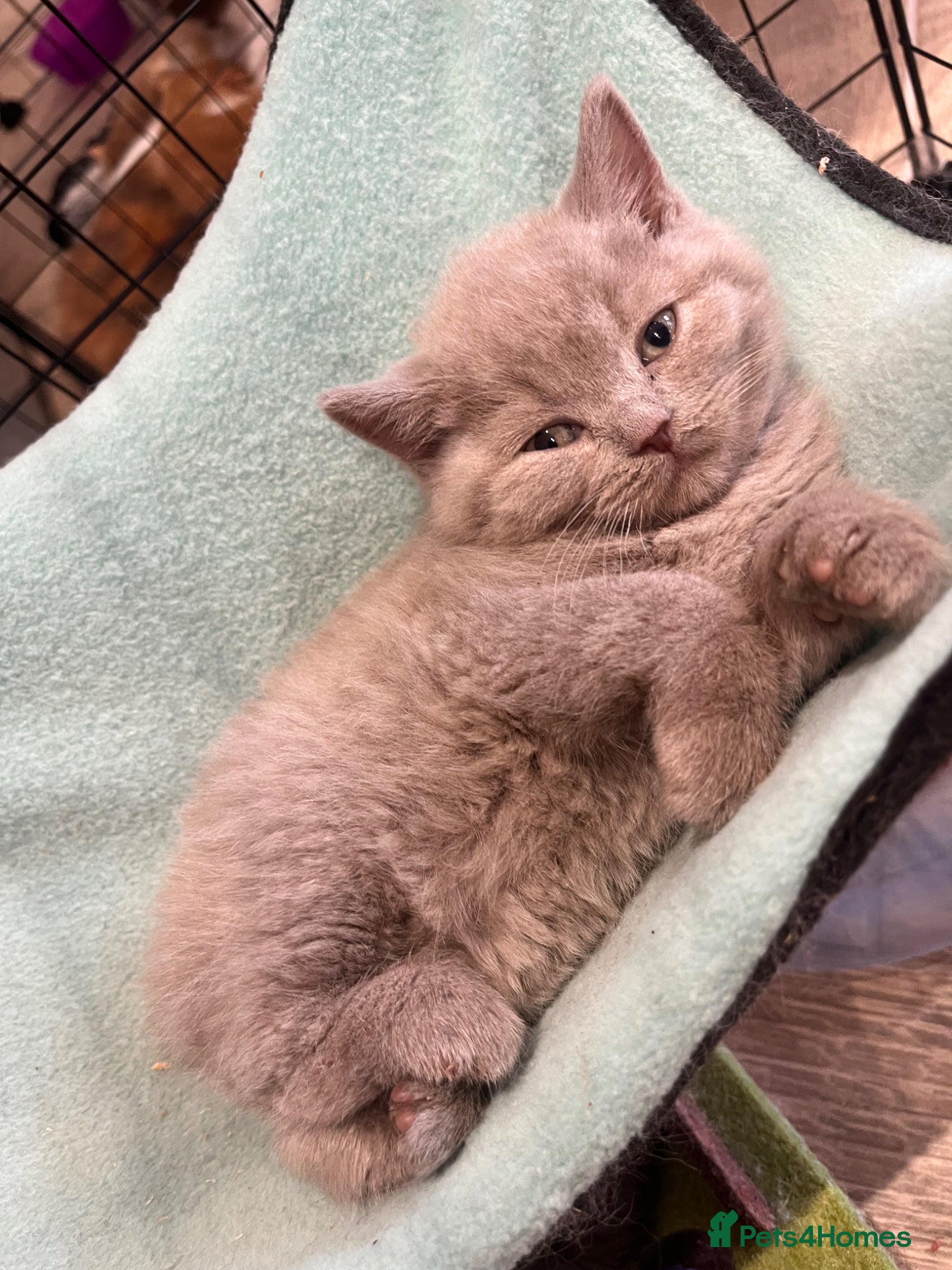 British Shorthair cats choc & lilac kittens  - Advert 5