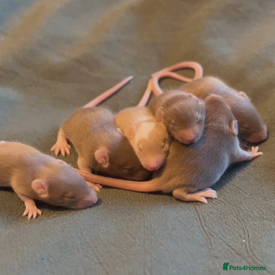 Mouse rodents for sale: Ethically Bred Fancy Mice - Advert 2