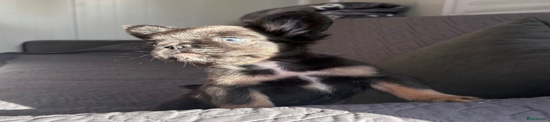 French Bulldog Puppy1