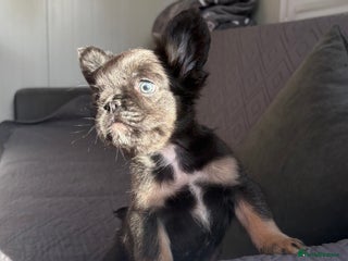 French Bulldog dogs - Advert 7
