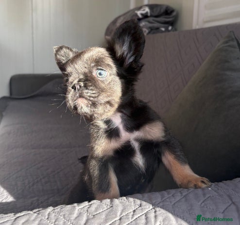 French Bulldog dogs - Advert 1