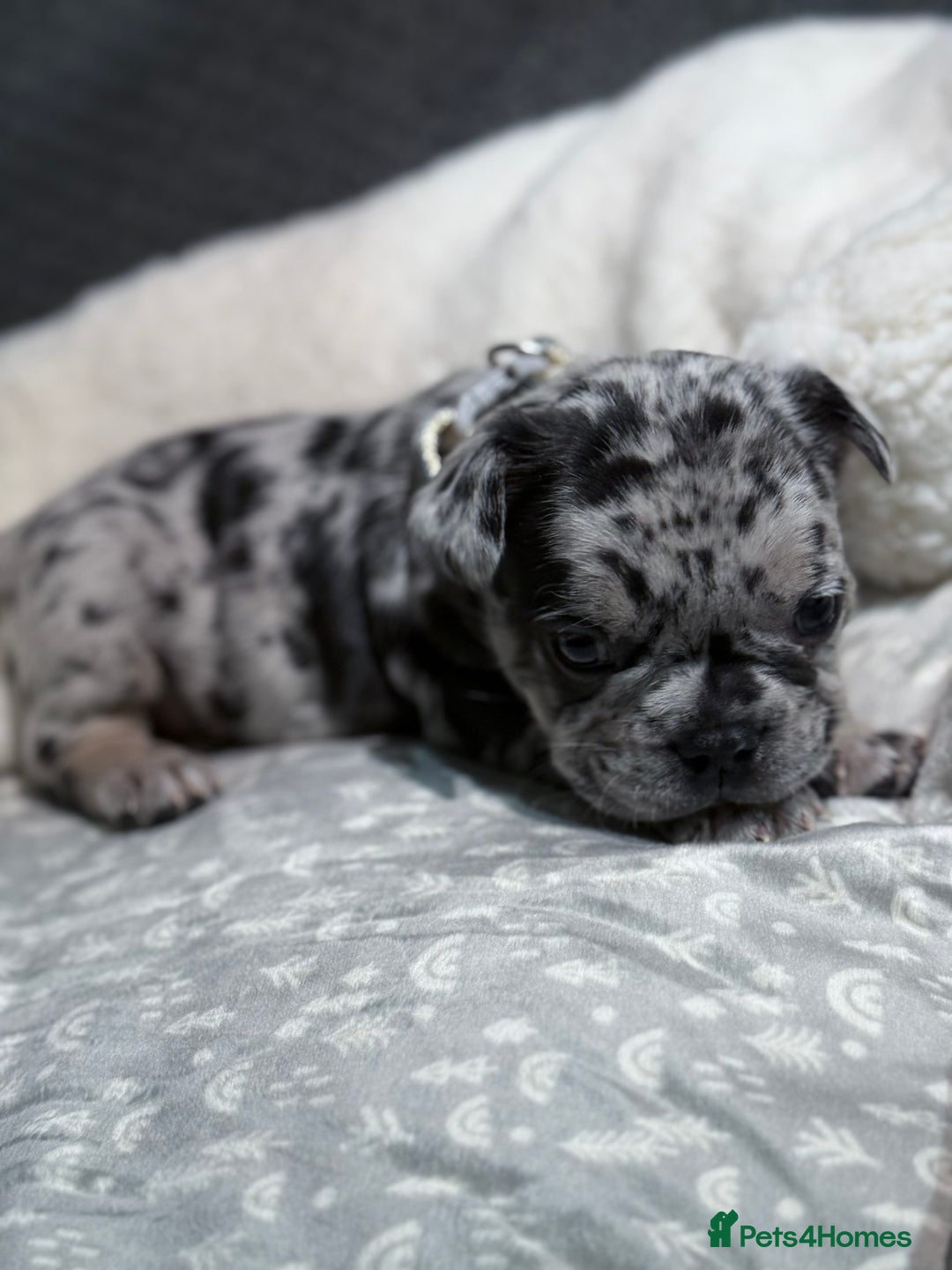 French Bulldog dogs for sale: French bulldog puppies for sale! - Advert 30