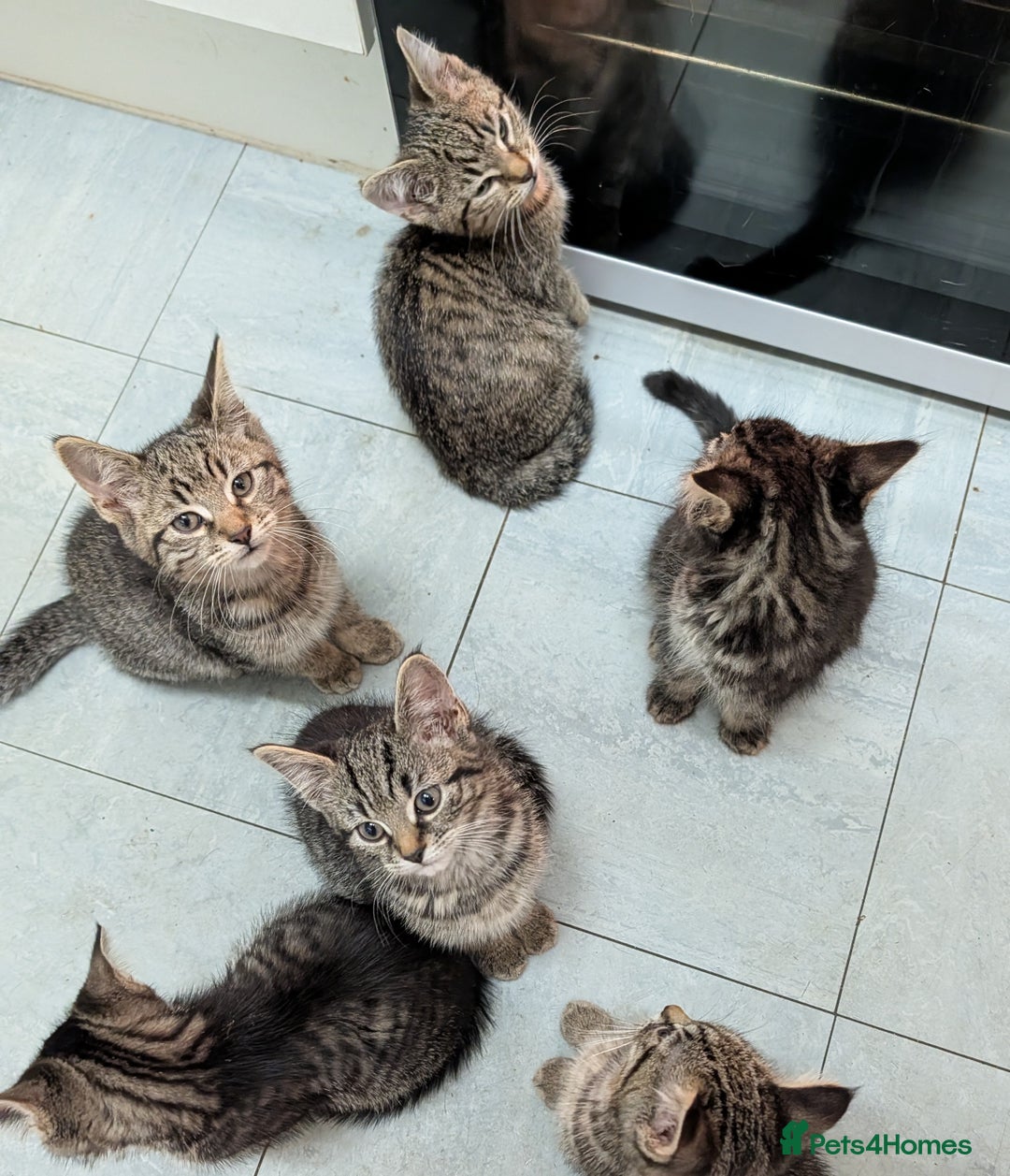 Domestic Shorthair cats for sale: Babies ready for their new homes NOW 🥰 - Image 25