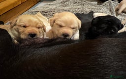 Labrador Retriever dogs for sale: English yellow Labradors  - Image 24