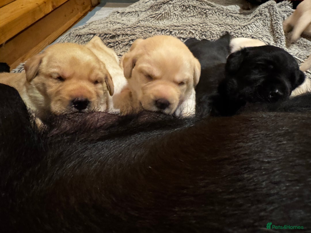 Labrador Retriever dogs for sale: English yellow Labradors  - Image 24