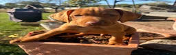 Hungarian Vizsla dogs for sale: Ready this weekend Beautiful litter.  - Advert 1