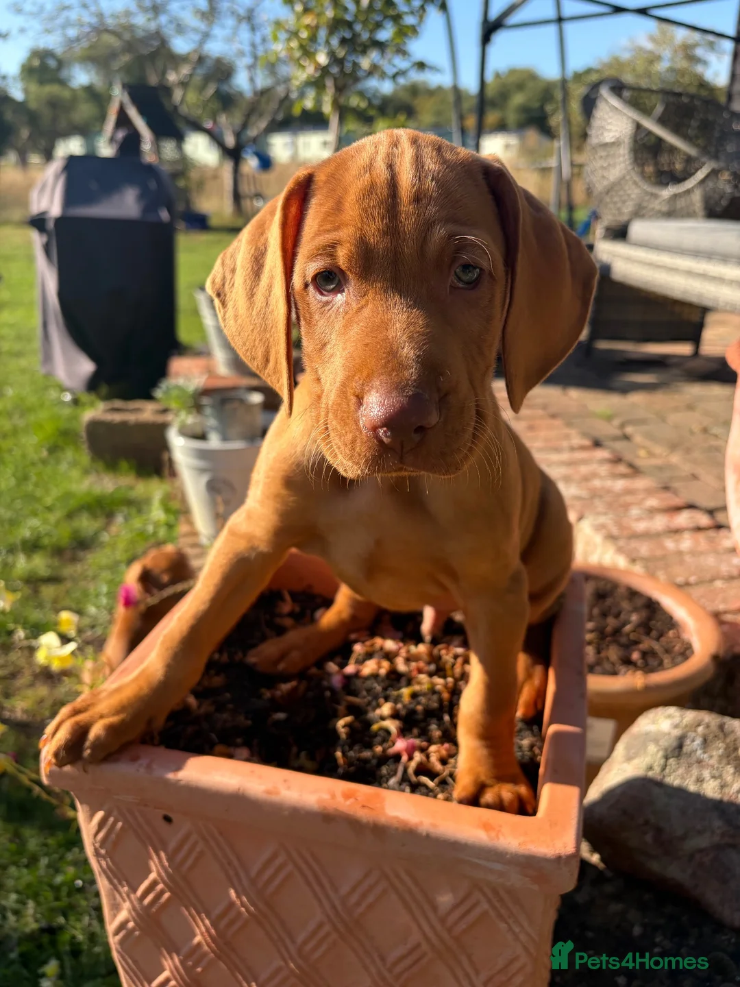 Hungarian Vizsla dogs for sale: Ready this weekend Beautiful litter.  - Advert 1
