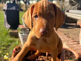 Hungarian Vizsla dogs Ready now 🤩 Beautiful litter. - Advert 5