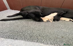 Labrador Retriever dogs for sale: KC health tested Labrador Pups  - Image 19