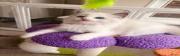 Ragdoll cats for sale: Gorgeous Tica registered Ragdoll kittens 1 girl  - Advert 35